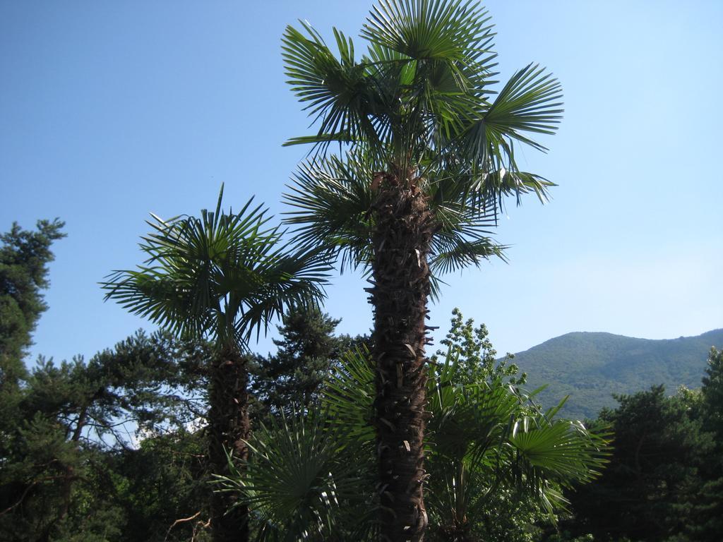 Villa Margherita Lake Maggiore Dış mekan fotoğraf